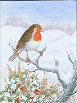 Bracken: Robin on a snowy branch with holly and bracken