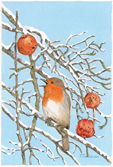 Robin in snowy branches with the last apples