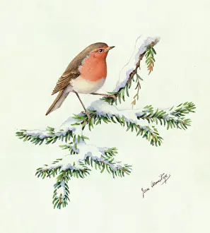 Armitage: Robin on a snowy fir bough