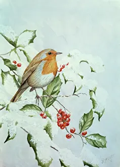 Benger: Robin on Snowy Holly