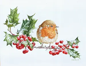 Bordewich: Robin on snowy holly with berries