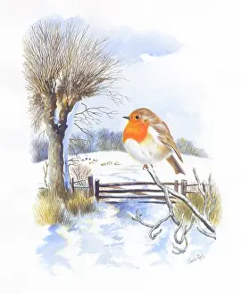 Pugh: Robin in a snowy landscape