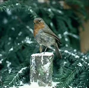 Gadsby: Robin on a Snowy Log