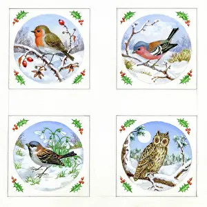 Robin, Sparrow, Chaffinch and Owl in the snow