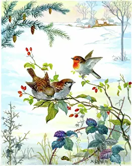 Lynes: Robin and Sparrows on branches in the snow