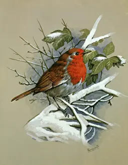 Erithacus: A robin standing on a snow-covered twig