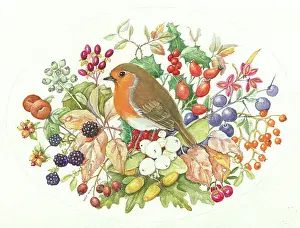 Blackberries: Robin surrounded by winter berries