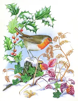 Sherbourne: Robin on a tree stump, with holly in the snow