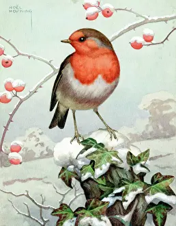 Hopking: Robin on Tree Stump with Ivy