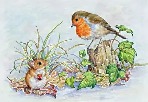 Woodmouse: Robin on a tree stump with woodmouse