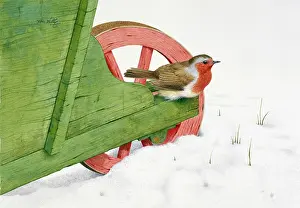 Lilly: Robin on Wheelbarrow in Snow
