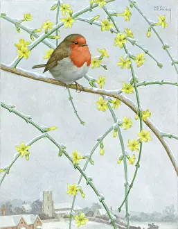 Jasmine: Robin on Winter Jasmine – in the snow
