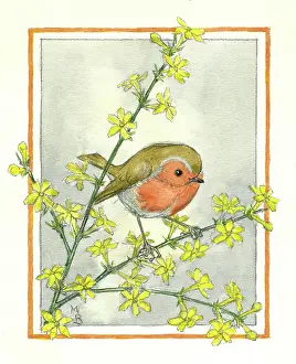 Jessamine: Robin on winter jessamine