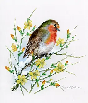 Jessamine: Robin on winter jessamine