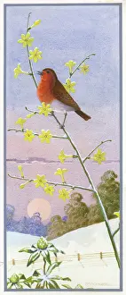 Jessamine: Robin on Winter Jessamine