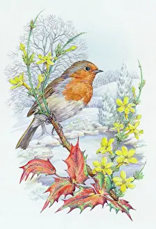 Jessamine: Robin on winter jessamine with holly in snow