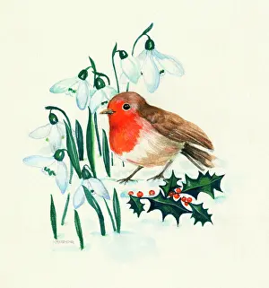 Harman: A Robin in a Wintry setting with Snowdrops and Holly
