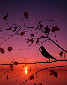 Adage: ROBIN WITH WORM IN TREE SILHOUETTE EARLY BIRD