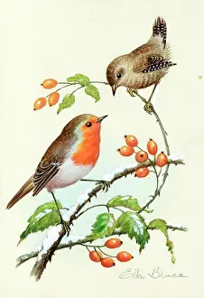 Rosehips: Robin and wren on rosehips