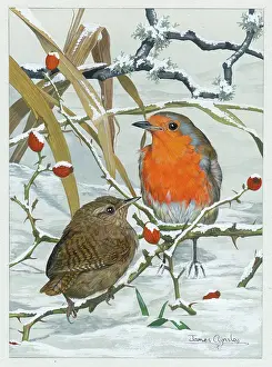 Aynsley: Robin and Wren in the snow