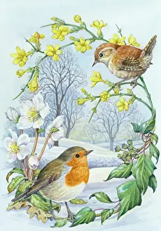 Jasmine: Robin and Wren in snow with winter jasmine etc