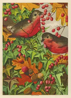 Erithacus: ROBINS IN 1869