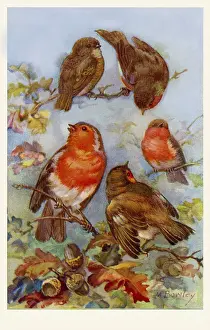 Redbreast: Robins