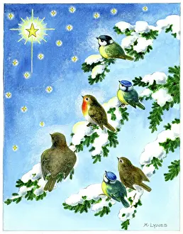 Snow Covered: Robins and blue tits on snow-covered branches