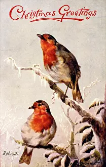 Robins: Two robins on a Christmas card