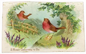Flake: Robins in Fields