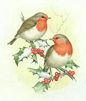 Bough: Two robins on a holly bough with snow