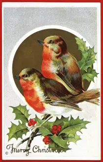 Jane Gordon Clark: Robins and Holly - Christmas Card