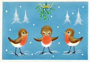 Anticipation: Three robins under mistletoe