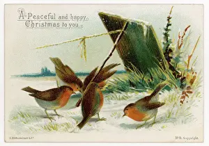 Dangerously: Robins Near Trap