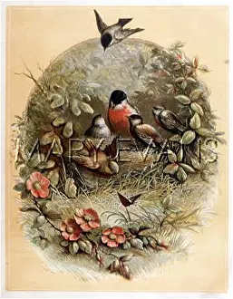 Erithacus: ROBINS AND NEST
