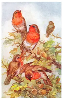 Bowley: Robins on an oak tree