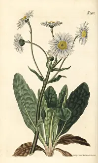 Plantain: Robin's plantain, Erigeron pulchellus