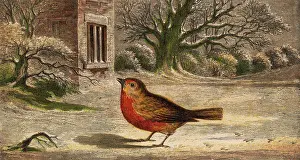Erithacus: ROBINS ON THE SNOW