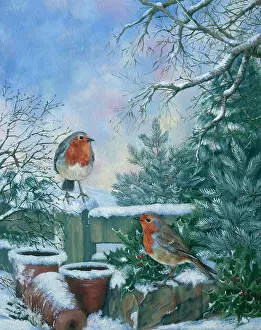 Winnie: Robins in the Snow