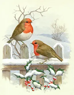 Hopking: Two robins on a snow-covered fence
