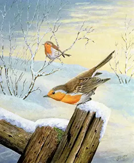 Benger: Two Robins ? on snowy fence post and tree