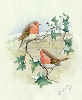 Armitage: Two robins on snowy ivy