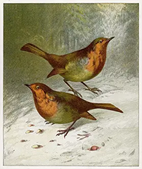 Erithacus: TWO ROBINS IN WINTER 19C