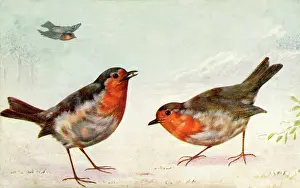 Robins: Robins in wintry landscape