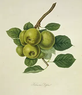 Londinensis: Robinson's Pippin Apple