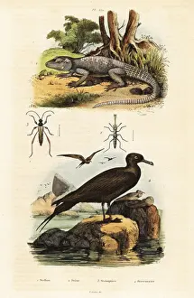 Du Casse: Rock agama and parastic jaeger
