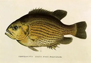 Waterhouse: Rock Bass