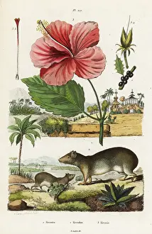 Acarie Baron: Rock cavy and Chinese hibiscus