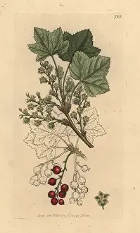 Redcurrant: Rock currants, Ribes petraeum