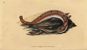 Blennius: Rock gunnel, Pholis gunnellus